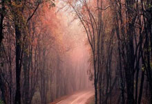 英国游泳佳将状态回暖，摘得金牌